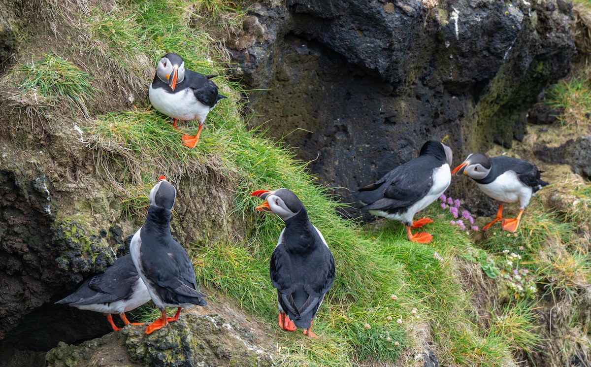 Atlantic Puffin - ML644001957
