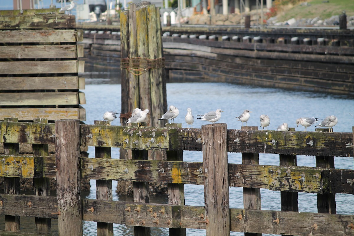 Short-billed Gull - ML644001962