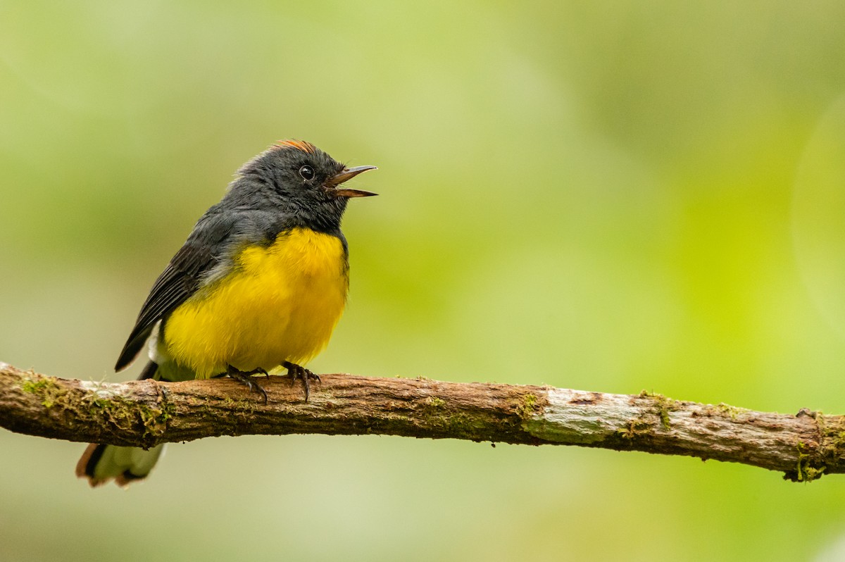 Slate-throated Redstart - ML644001971