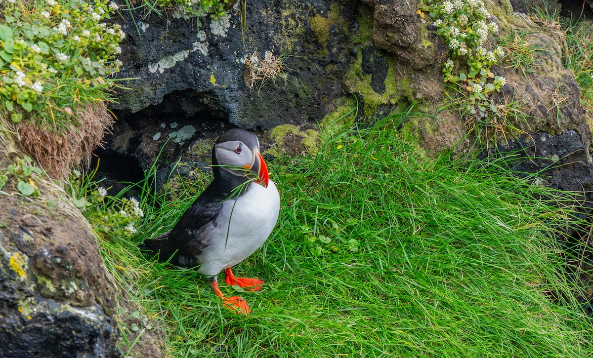Atlantic Puffin - ML644001981
