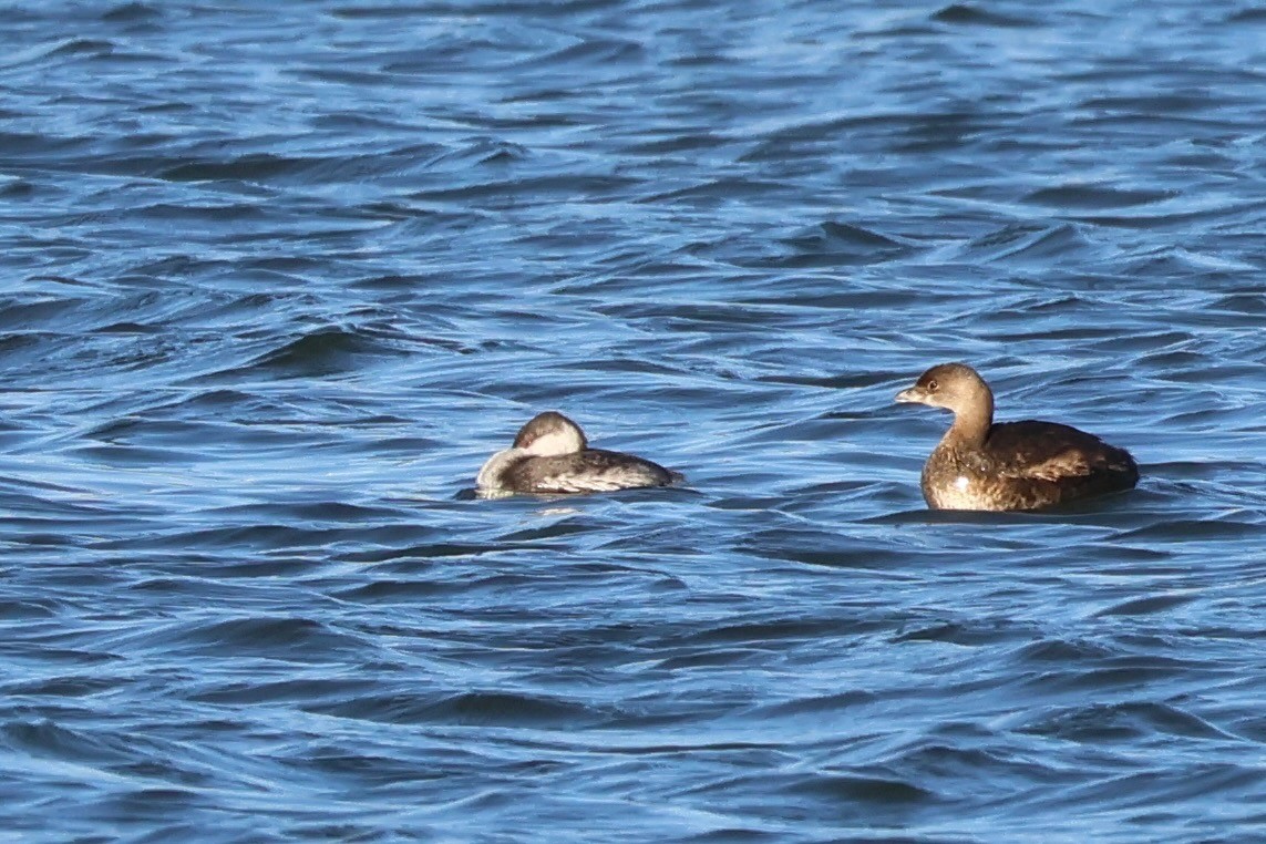 Horned Grebe - ML644001983