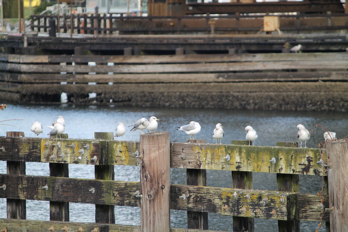 Short-billed Gull - ML644001988