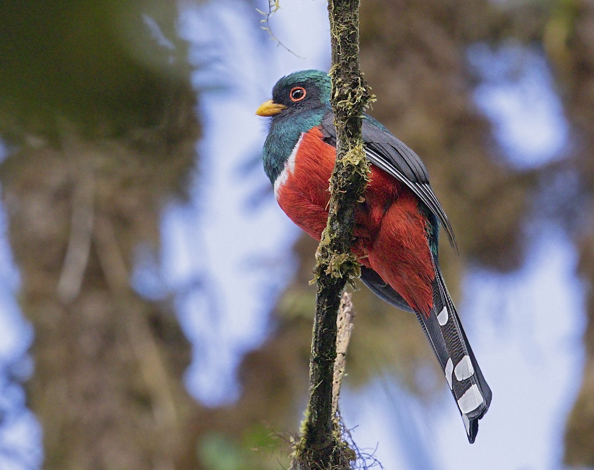 Masked Trogon - ML644001999