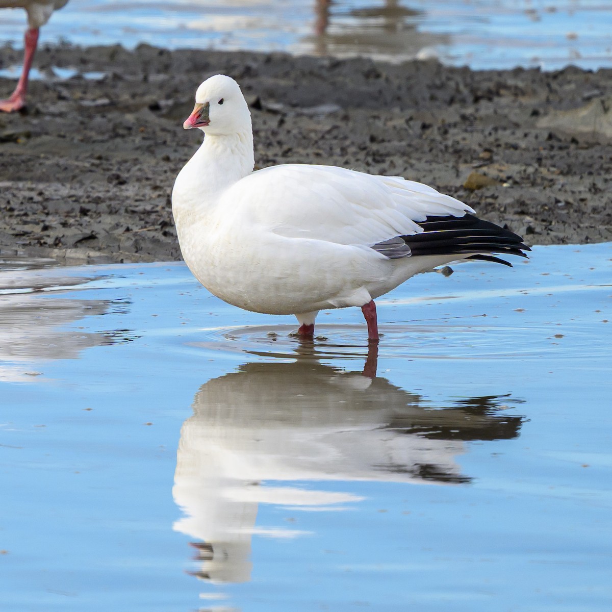 Ross's Goose - ML644002002
