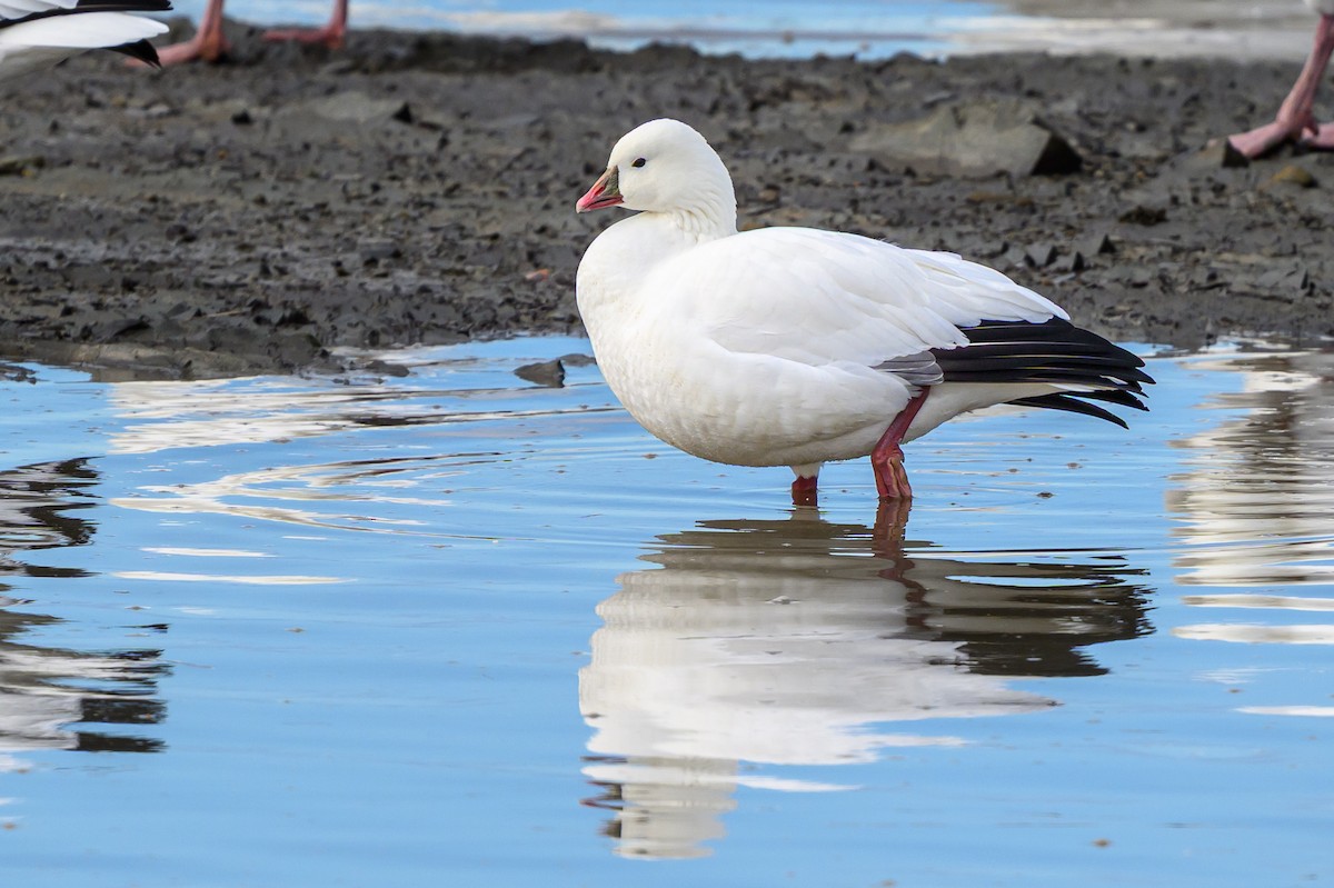 Ross's Goose - ML644002003