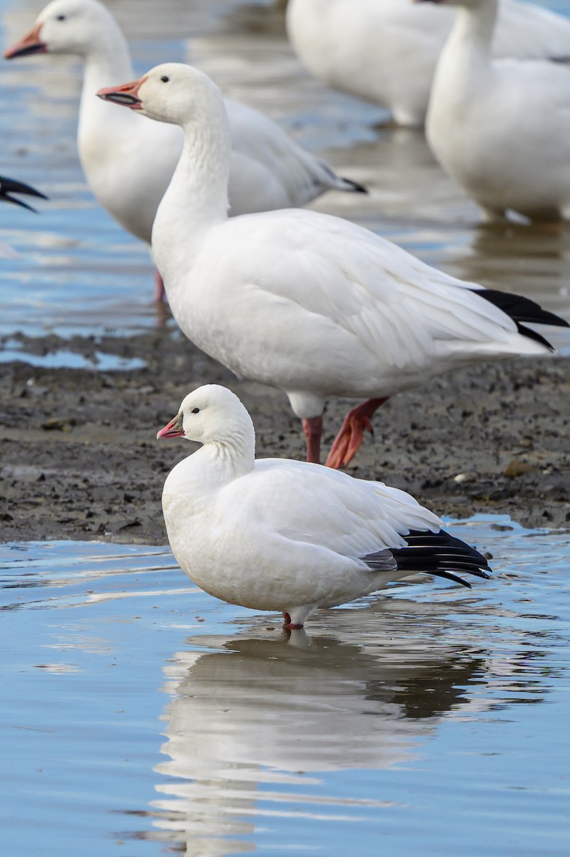 Ross's Goose - ML644002004