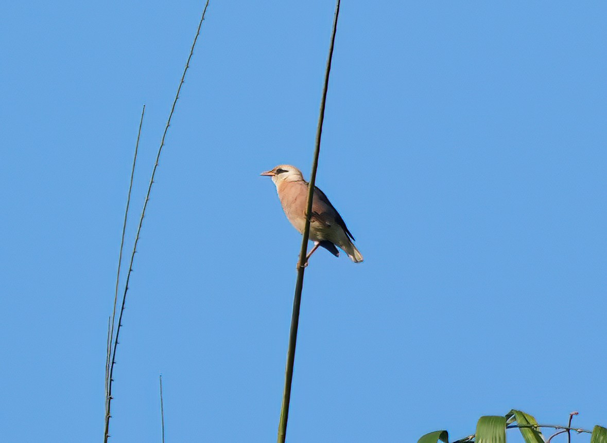 Vinous-breasted Myna - ML644002005