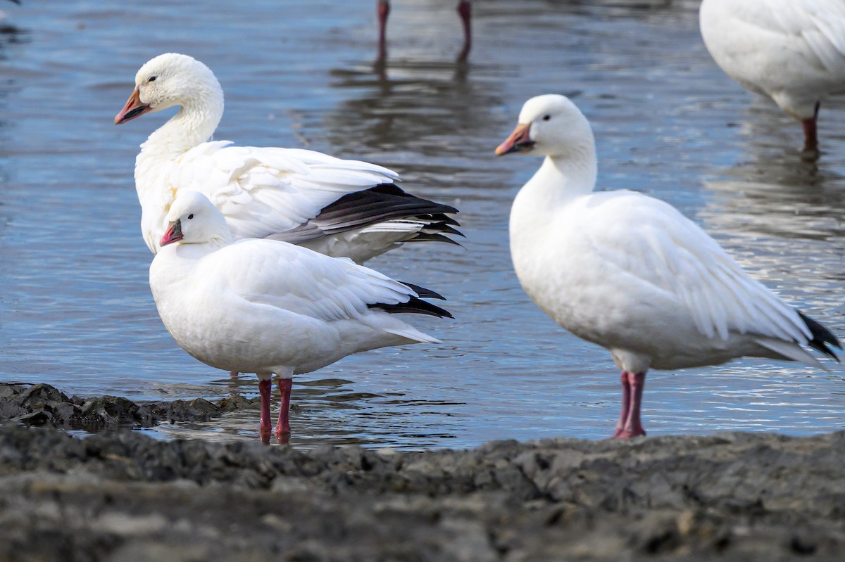Ross's Goose - ML644002006