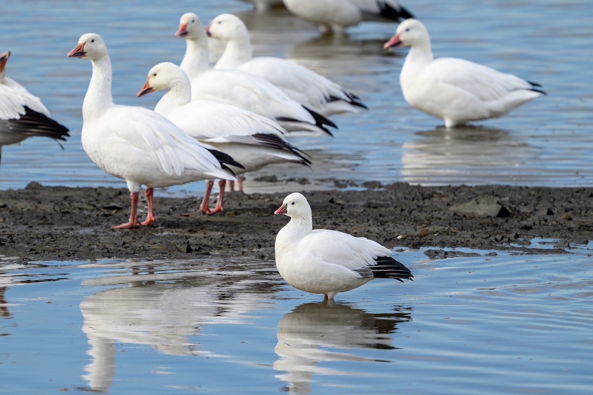 Ross's Goose - ML644002007