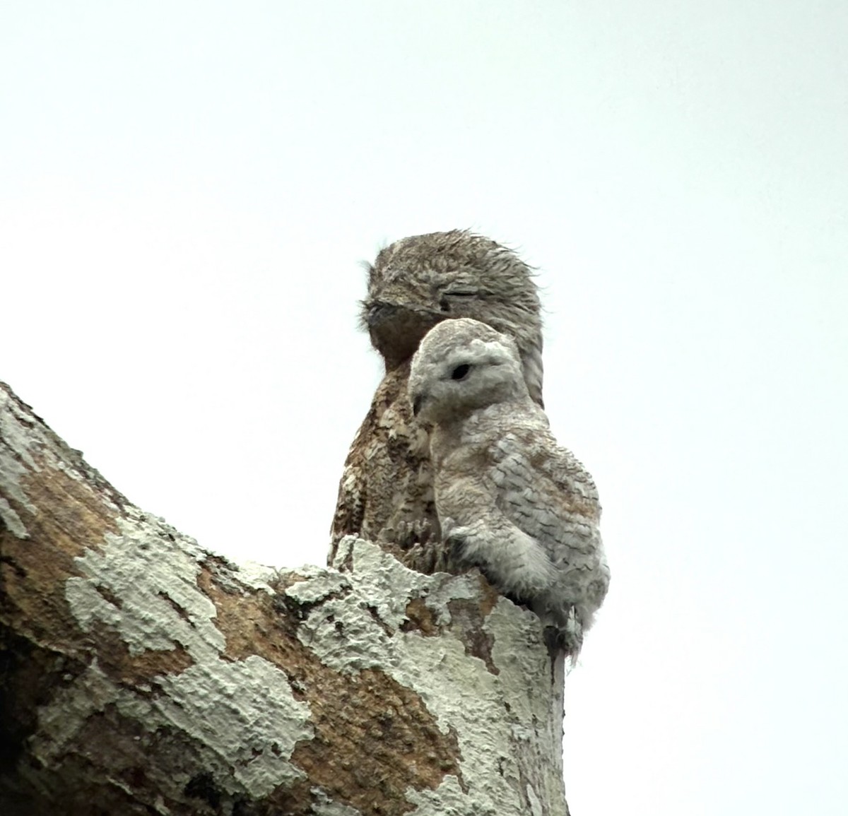Great Potoo - ML644002013