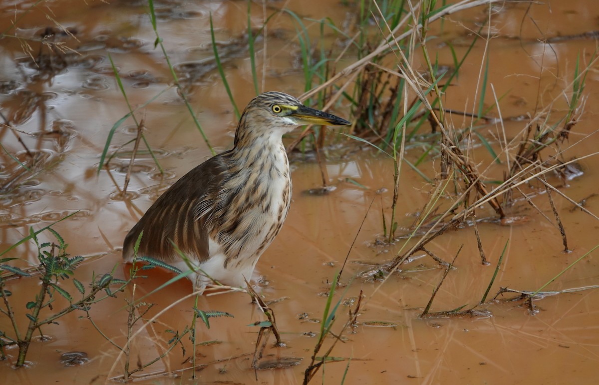 Indian Pond-Heron - ML644002034