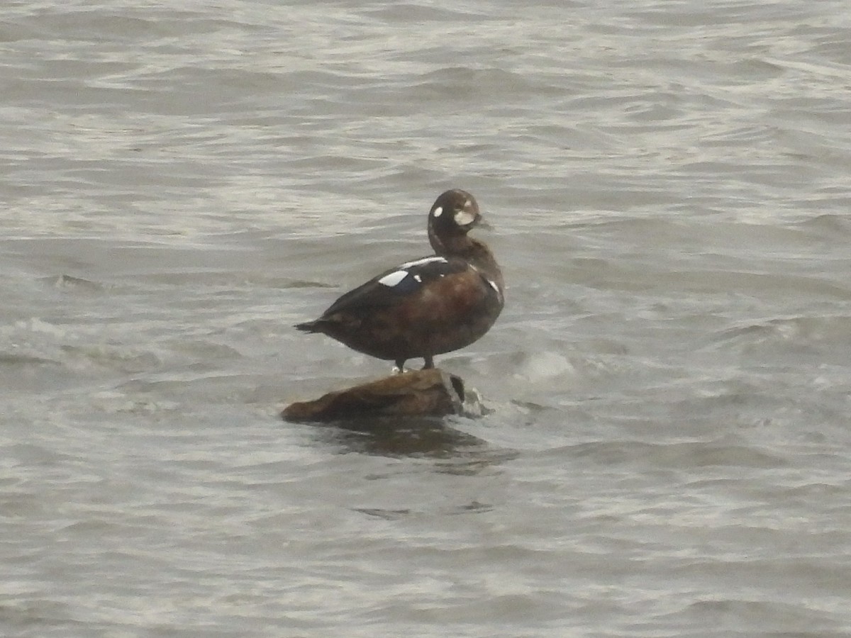Harlequin Duck - ML644002054