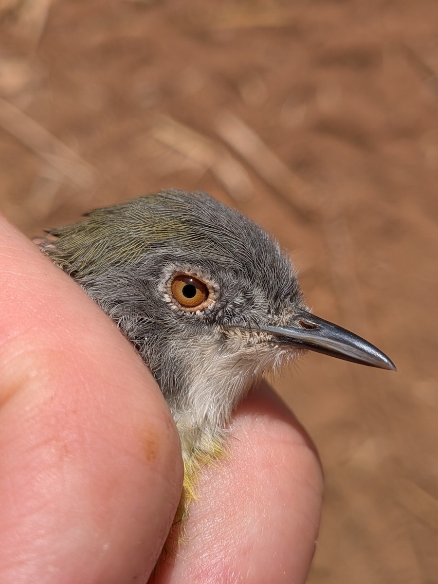 Желтогрудый апалис - ML644002056