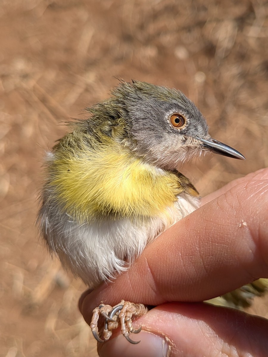 Желтогрудый апалис - ML644002057