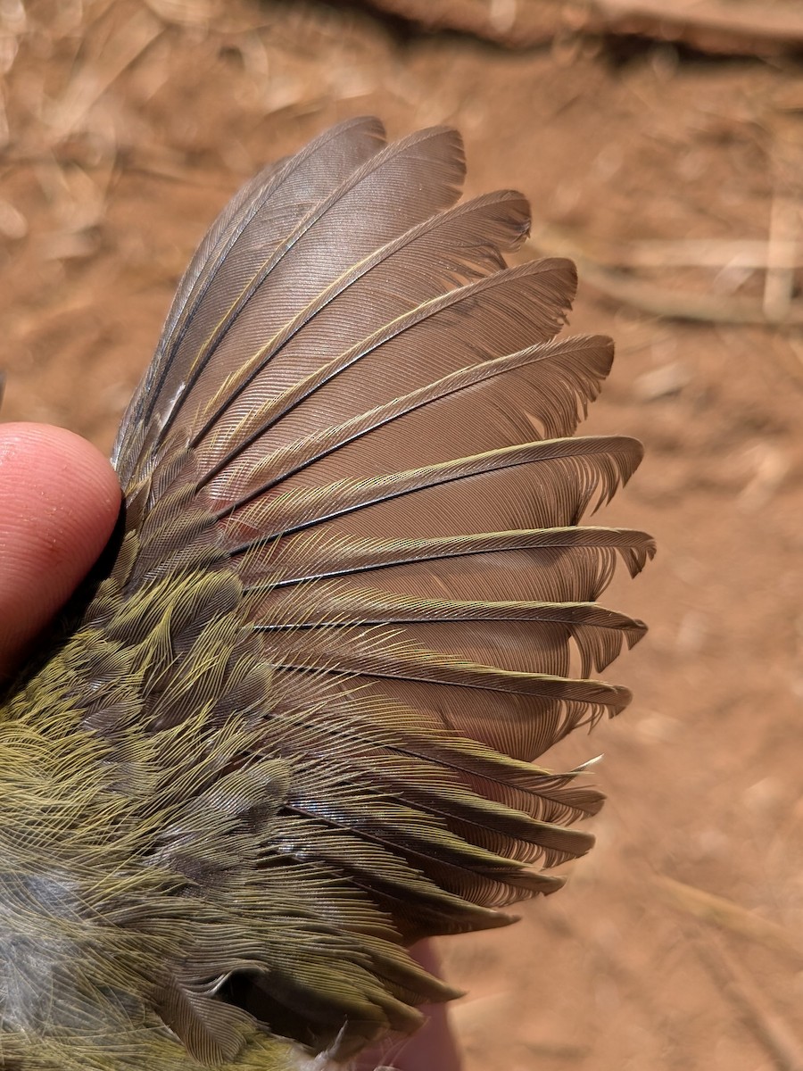 Желтогрудый апалис - ML644002058