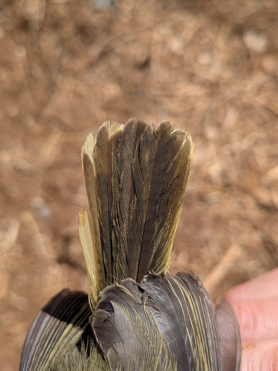 Желтогрудый апалис - ML644002059