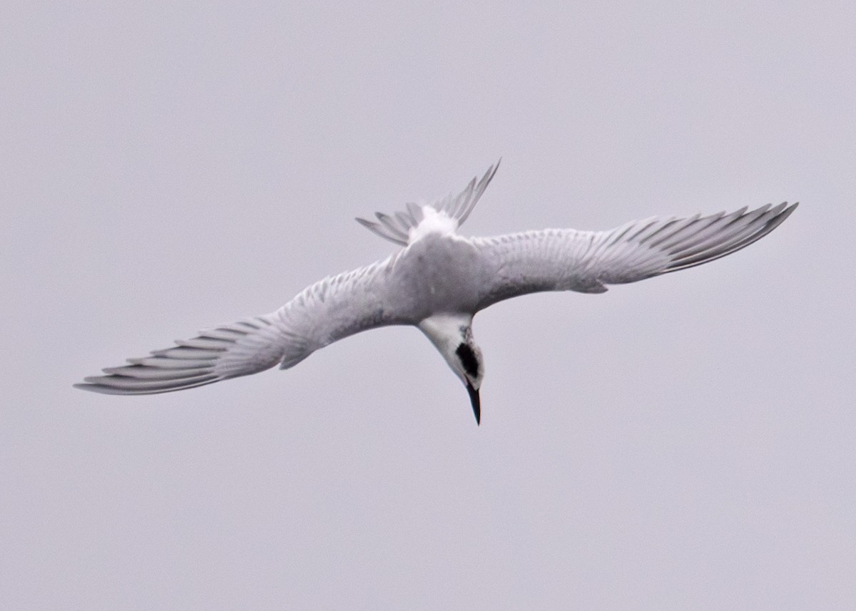 Forster's Tern - ML644002067