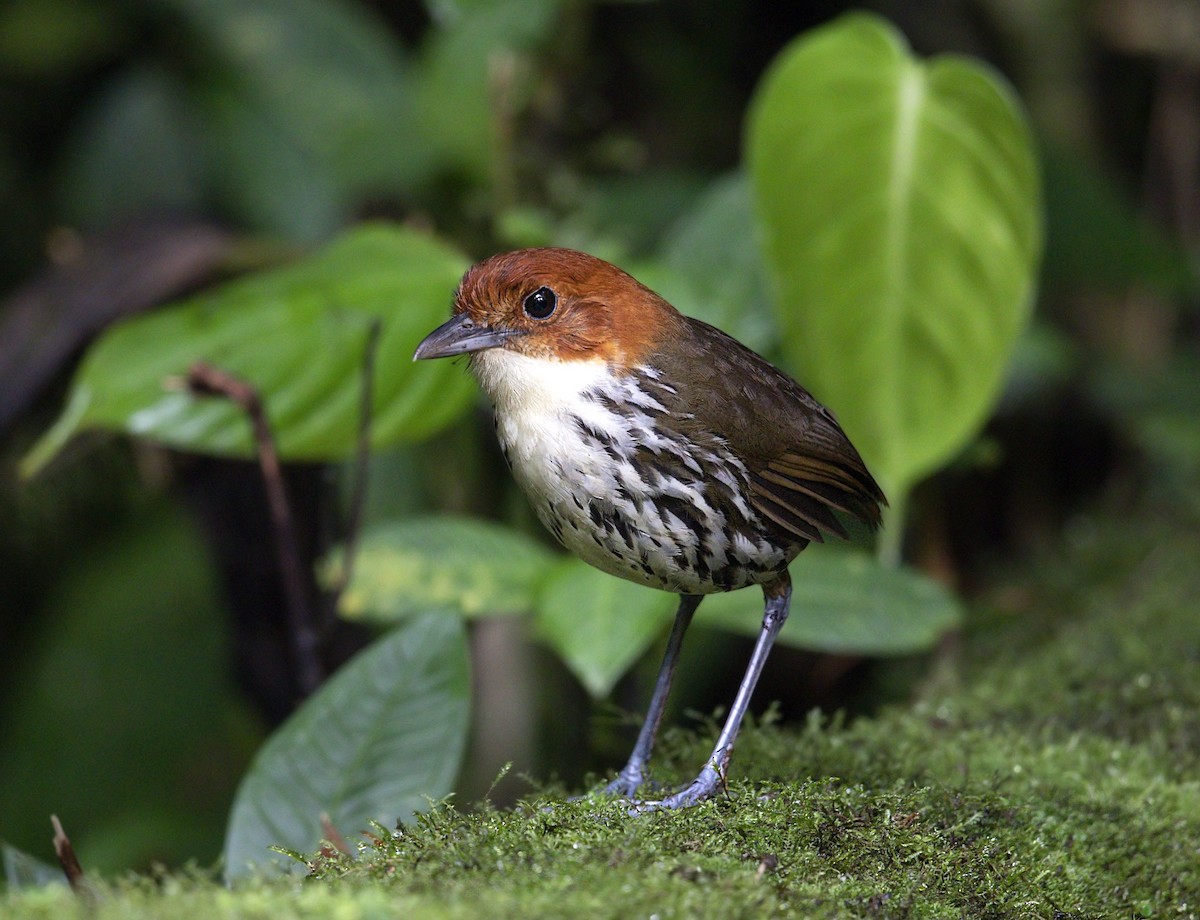 Мурашниця рудоголова - ML644002072