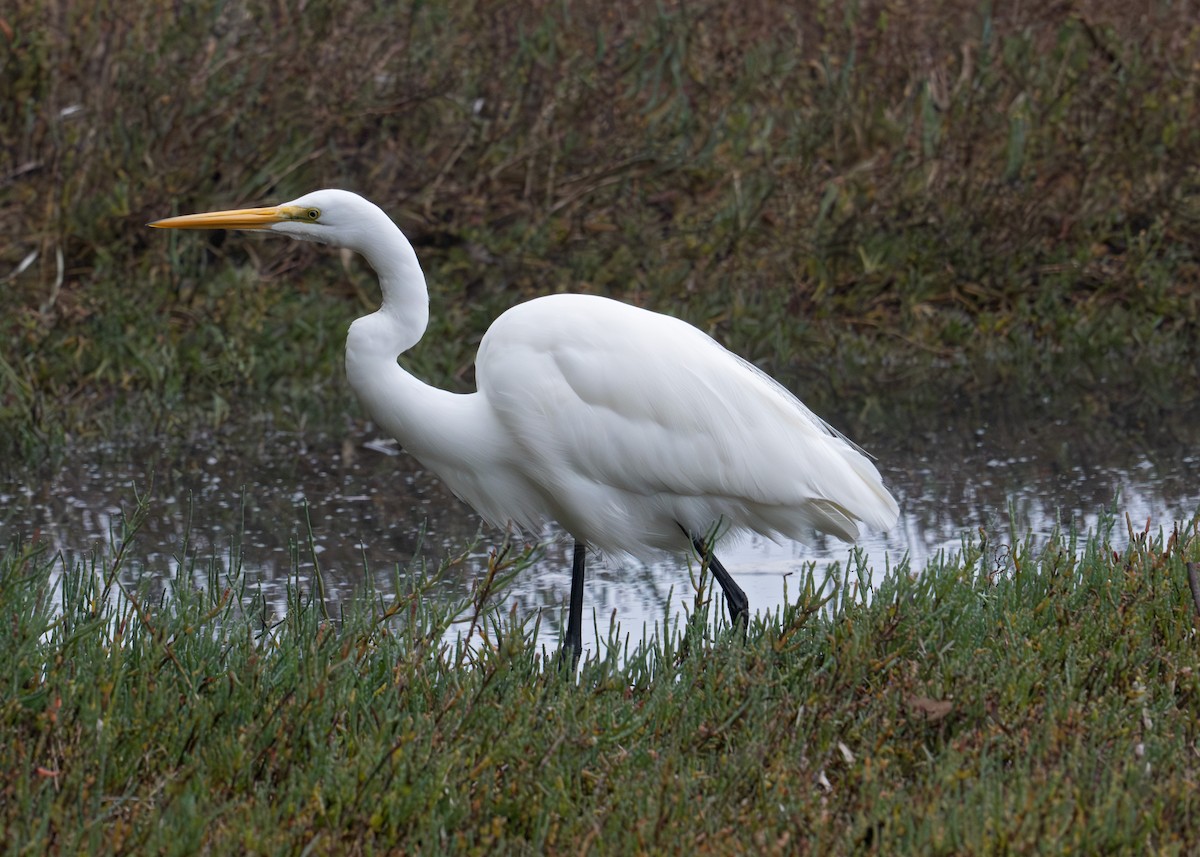 Great Egret - ML644002073