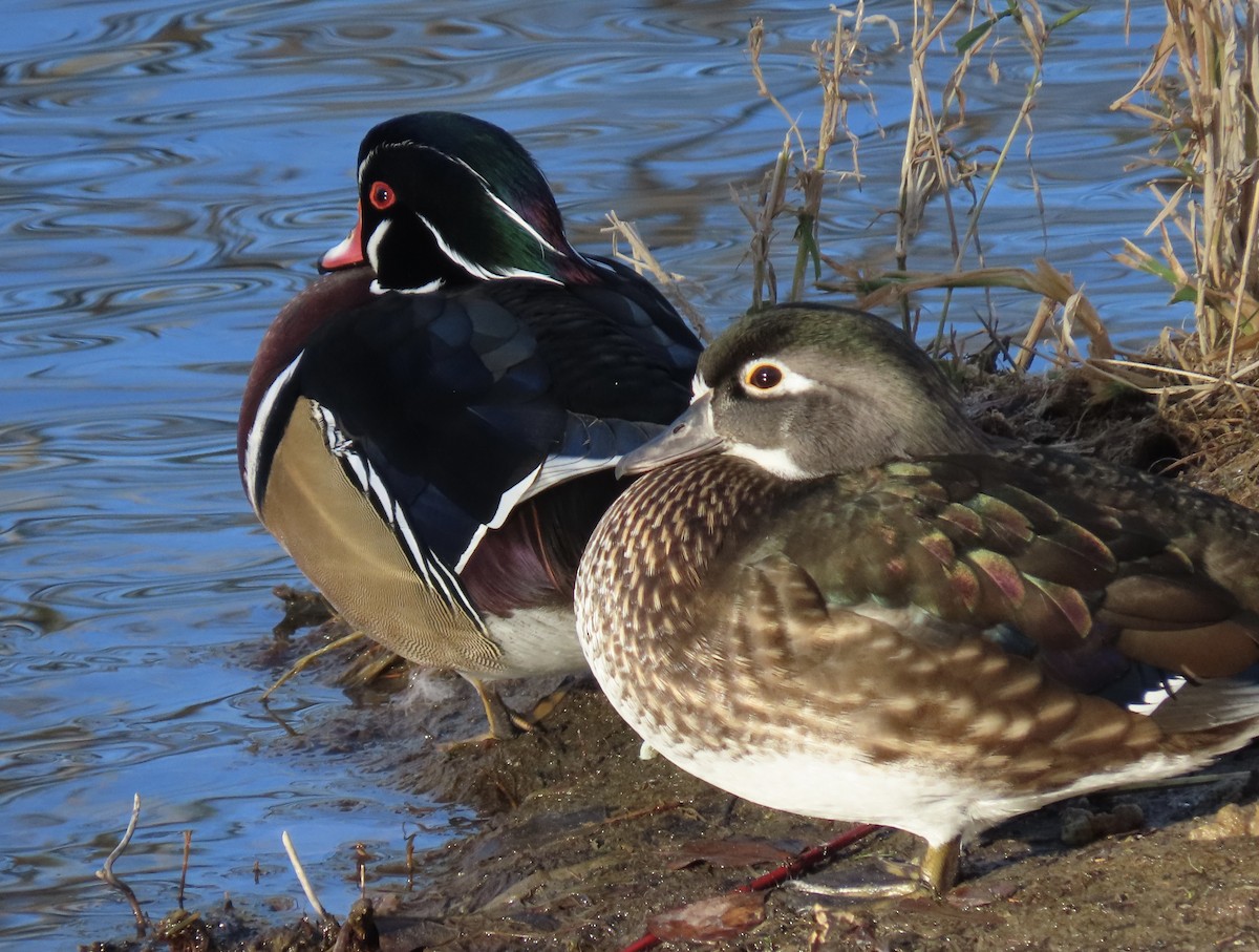 Wood Duck - ML644002074