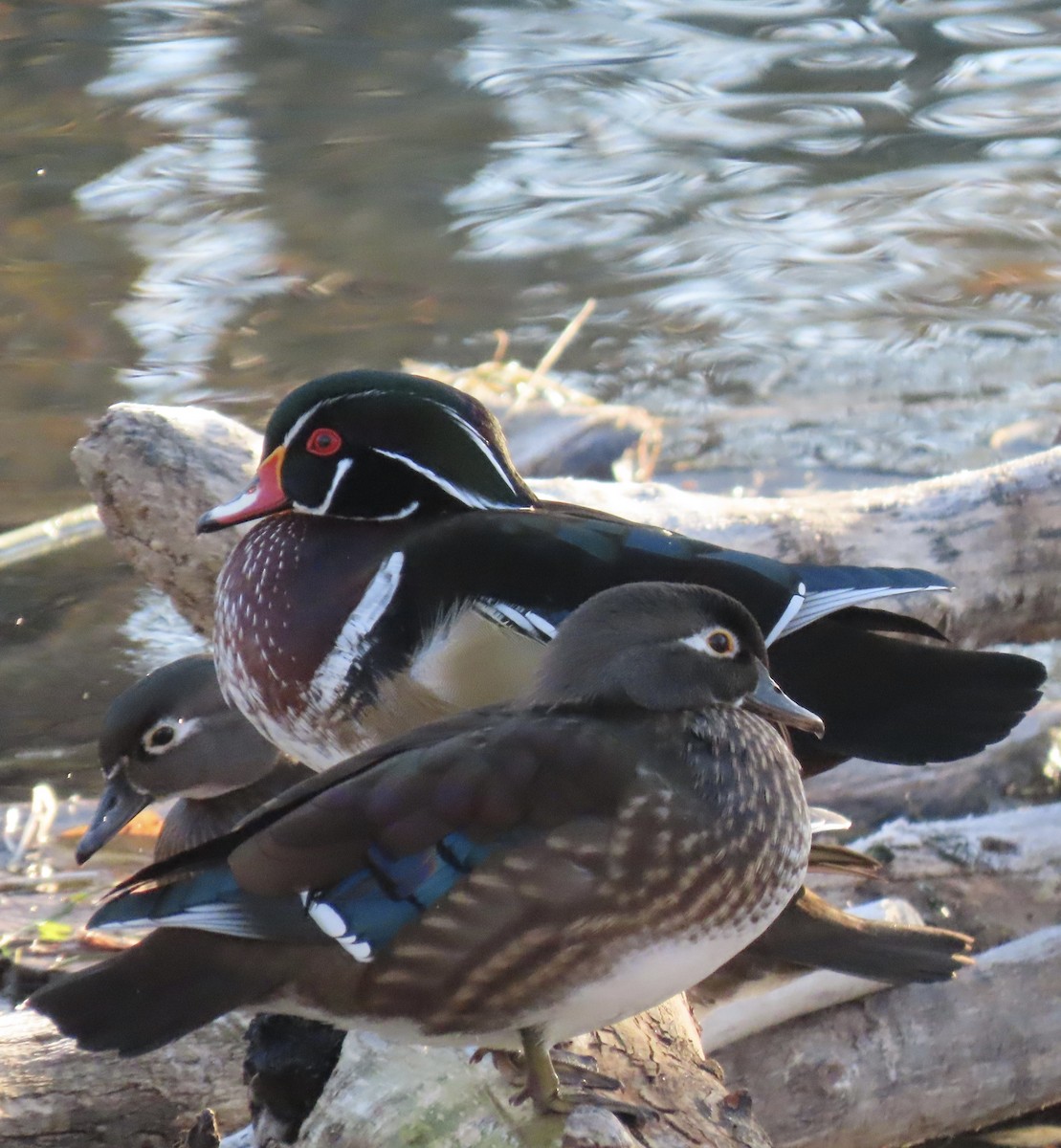 Wood Duck - ML644002075