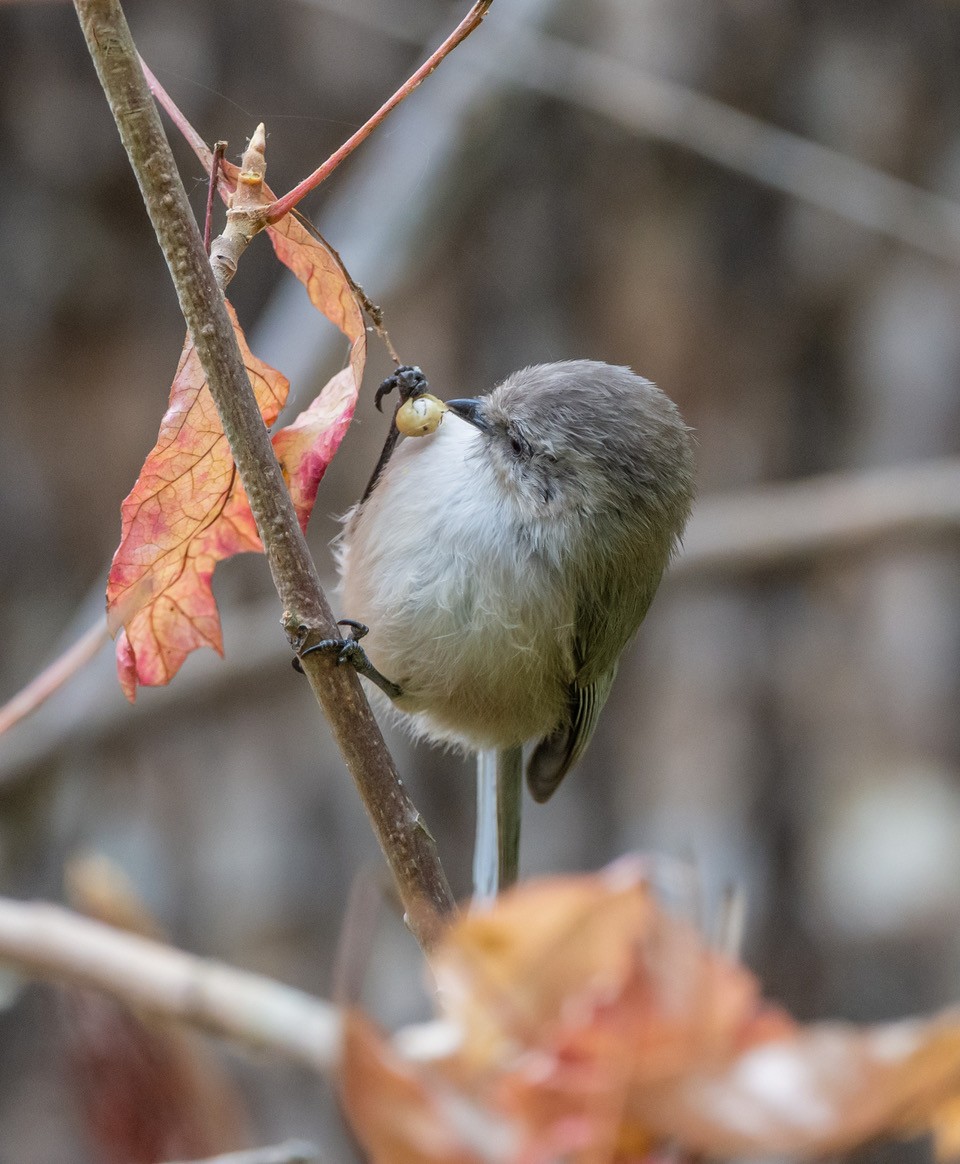 Bushtit - ML644002083