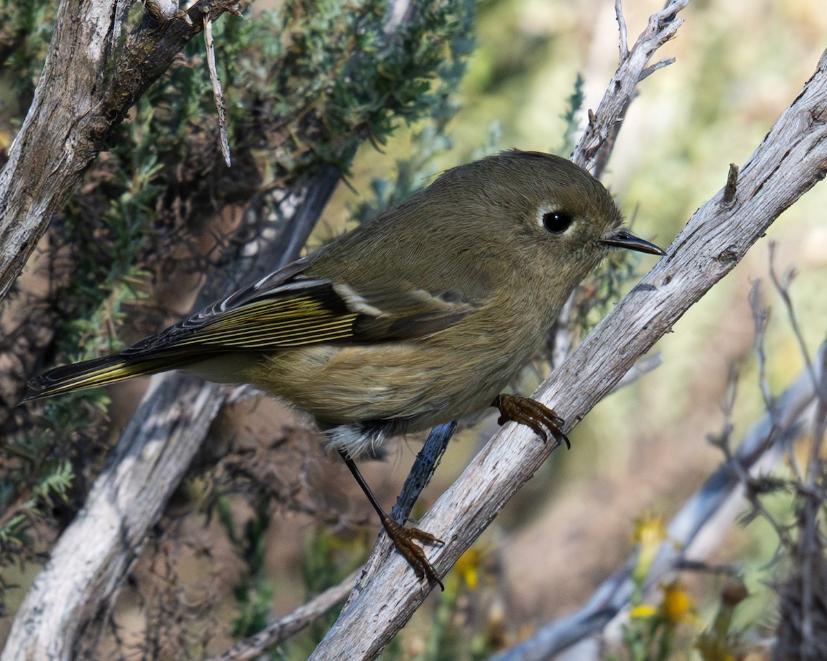 Ruby-crowned Kinglet - ML644002084