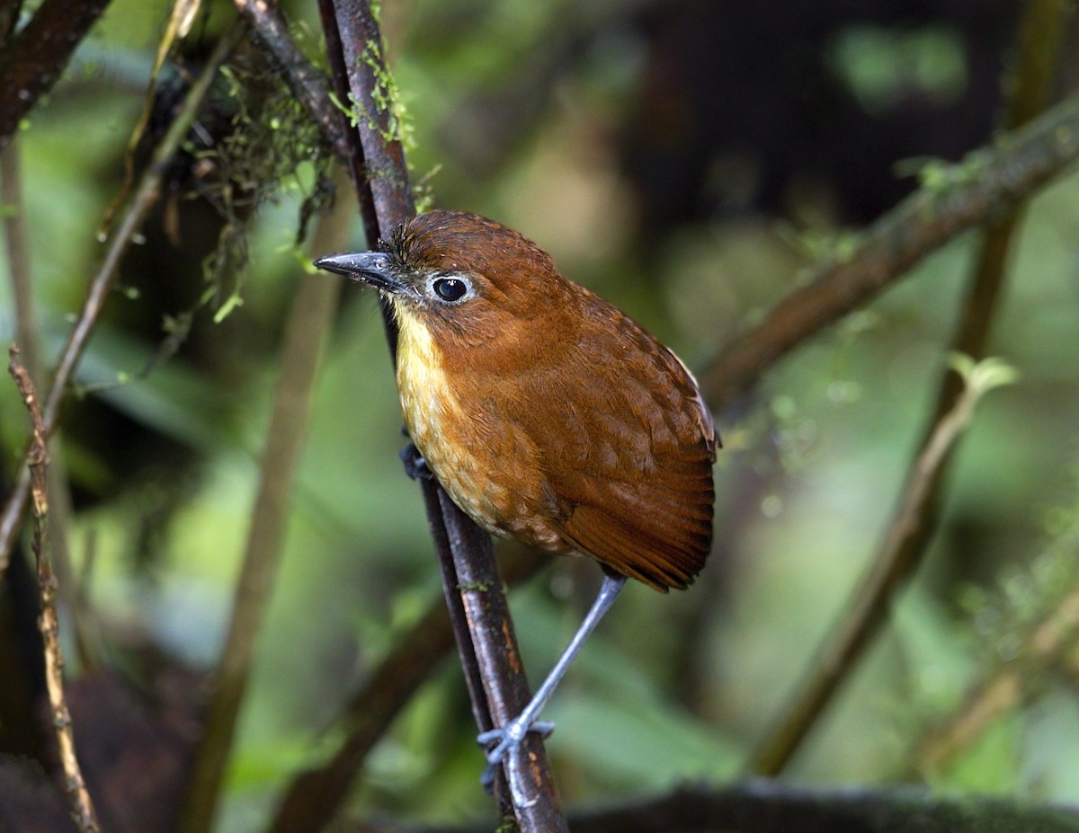 Yellow-breasted Antpitta - ML644002086