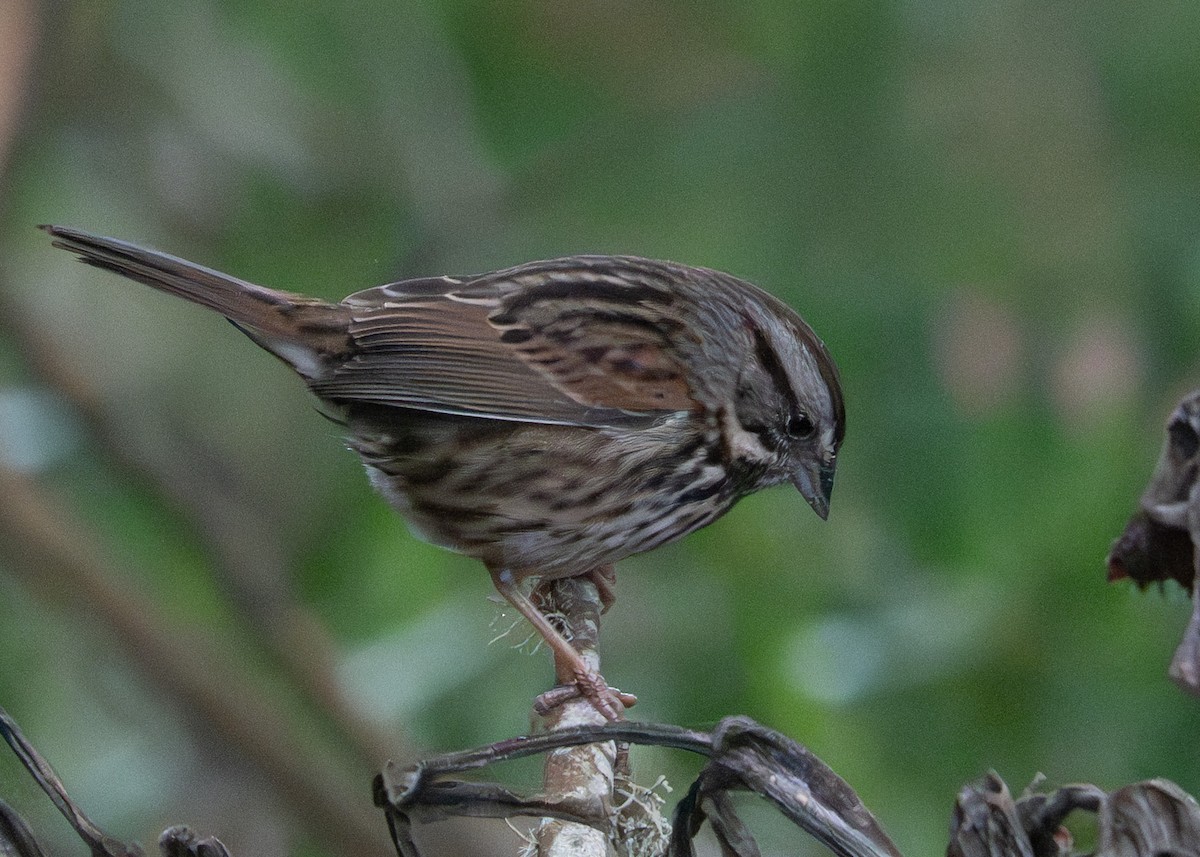 Song Sparrow - ML644002094