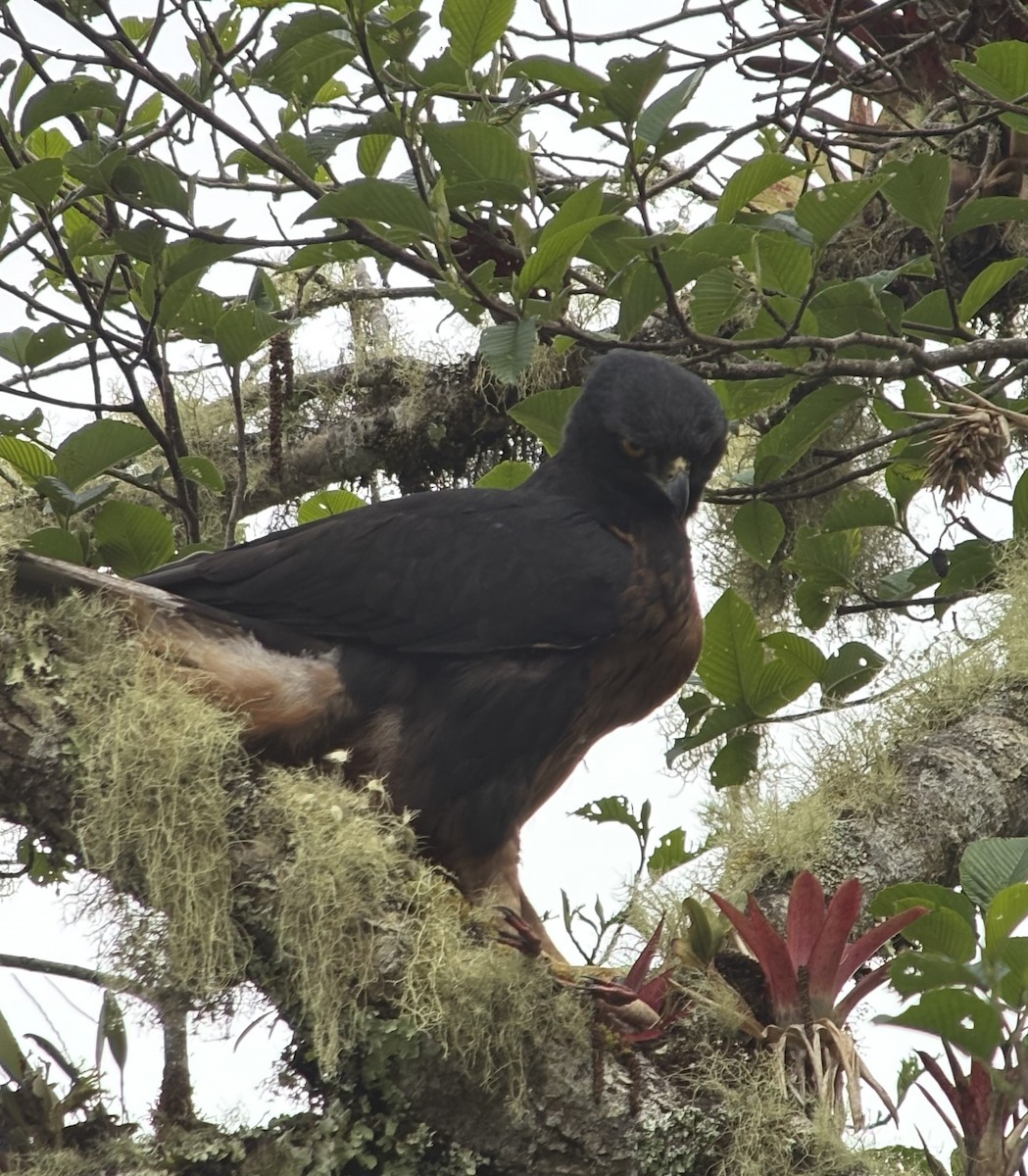 Black-and-chestnut Eagle - ML644002098
