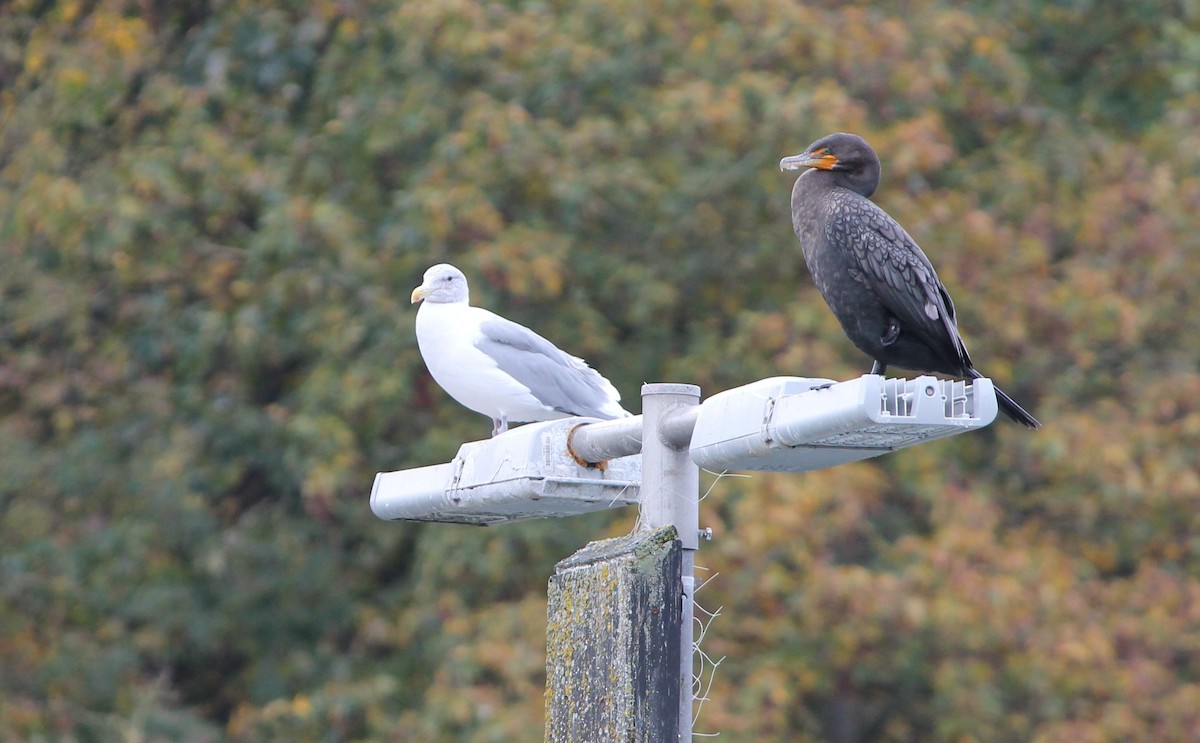 Glaucous-winged Gull - ML644002113