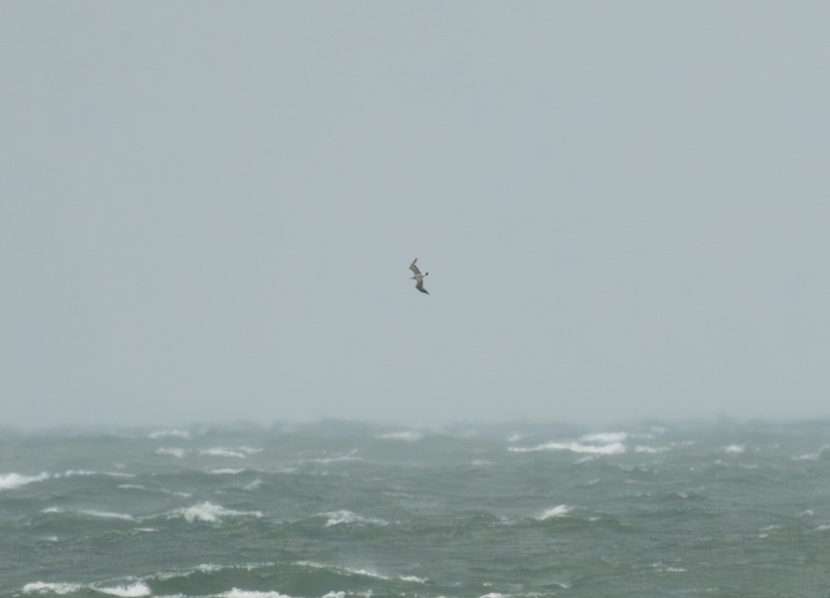 Laughing Gull - ML644002114