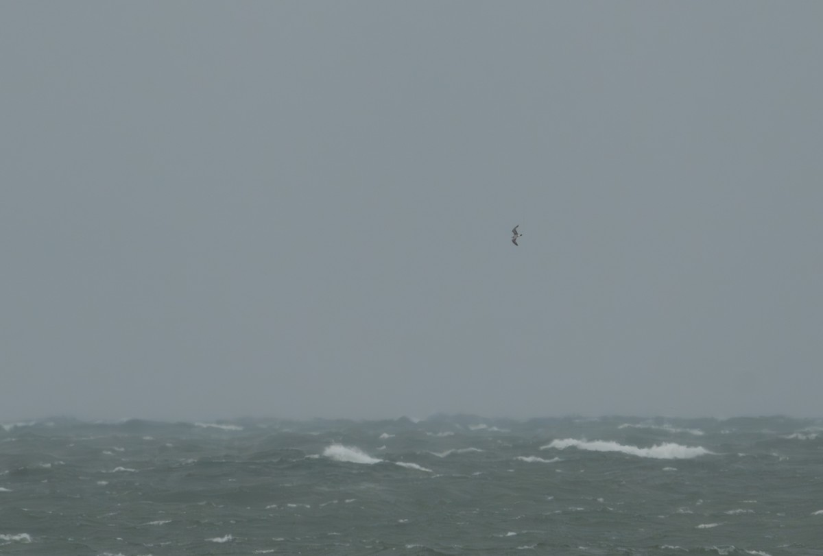 Laughing Gull - ML644002115