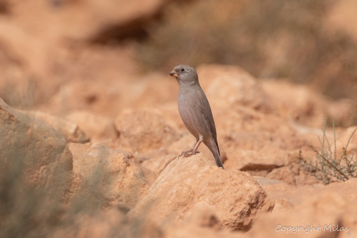 Trumpeter Finch - ML644002141