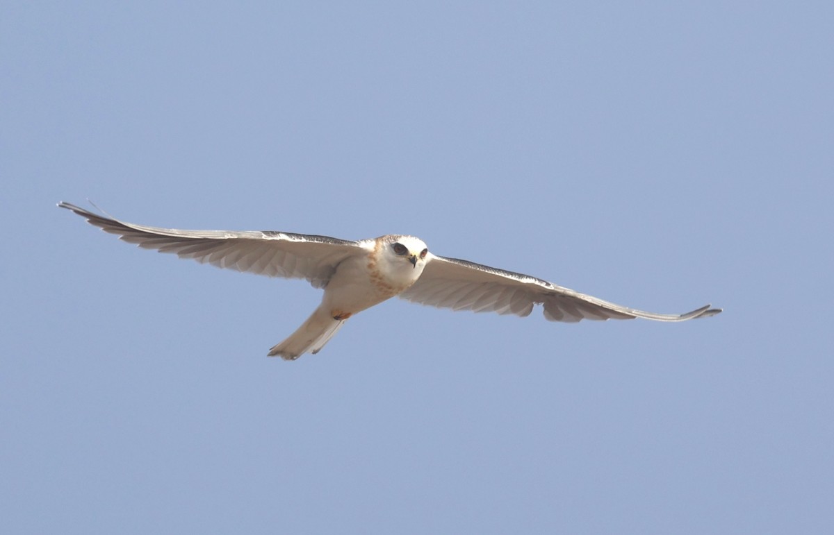 White-tailed Kite - ML644002146