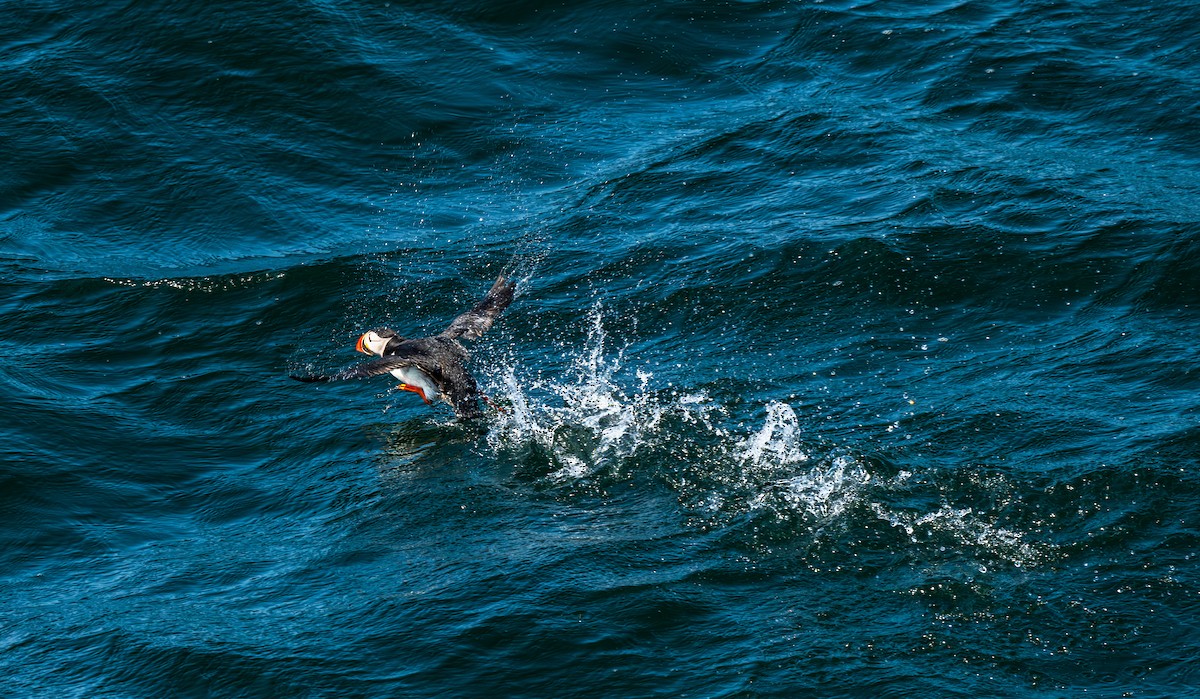 Atlantic Puffin - ML644002154