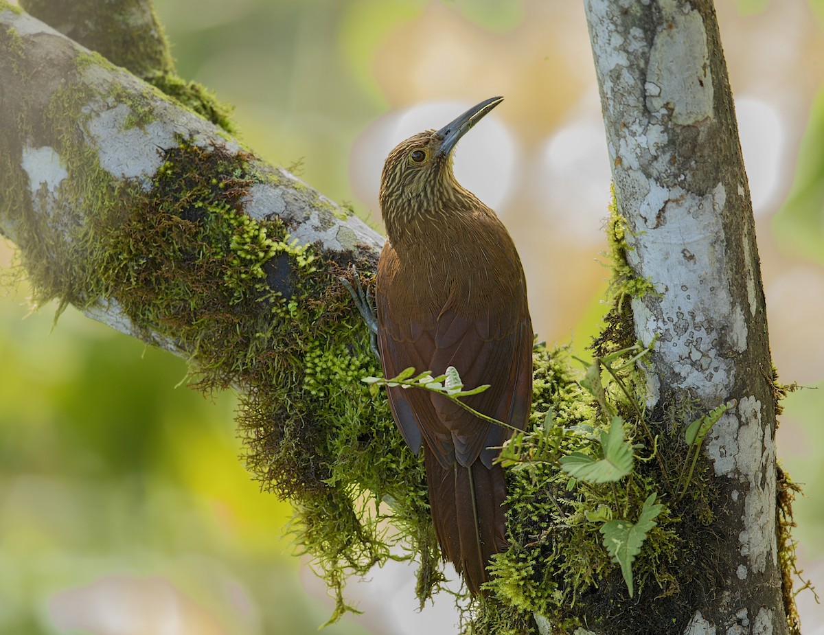 Strong-billed Woodcreeper - ML644002156