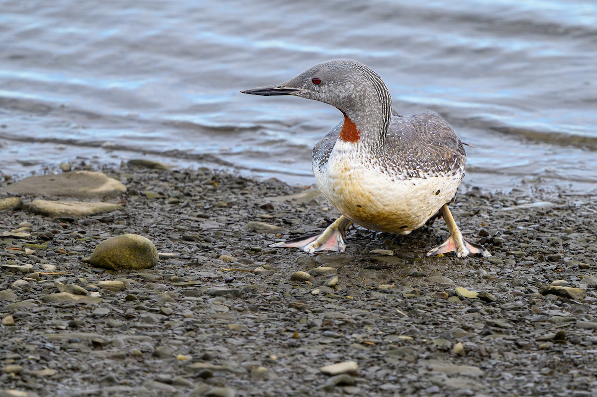 Red-throated Loon - ML644002162