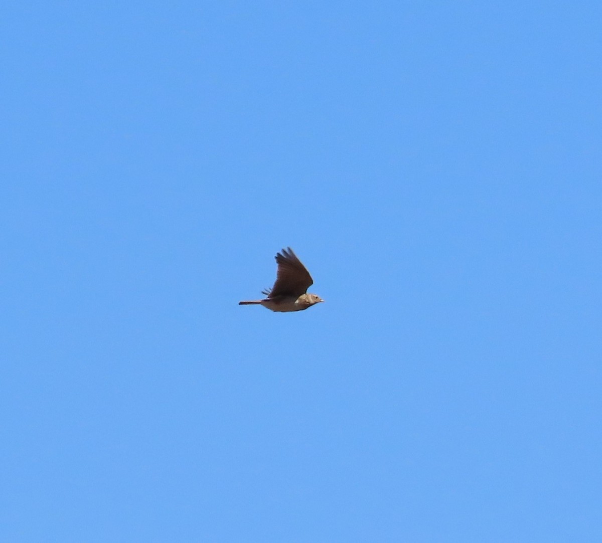 Eurasian Skylark - ML644002164