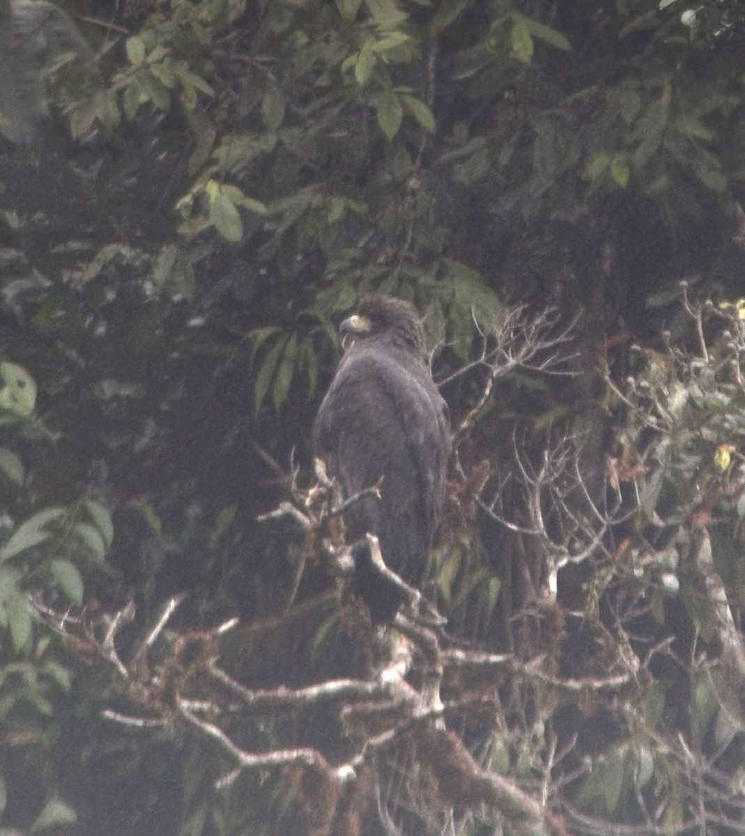 Solitary Eagle - ML644002168