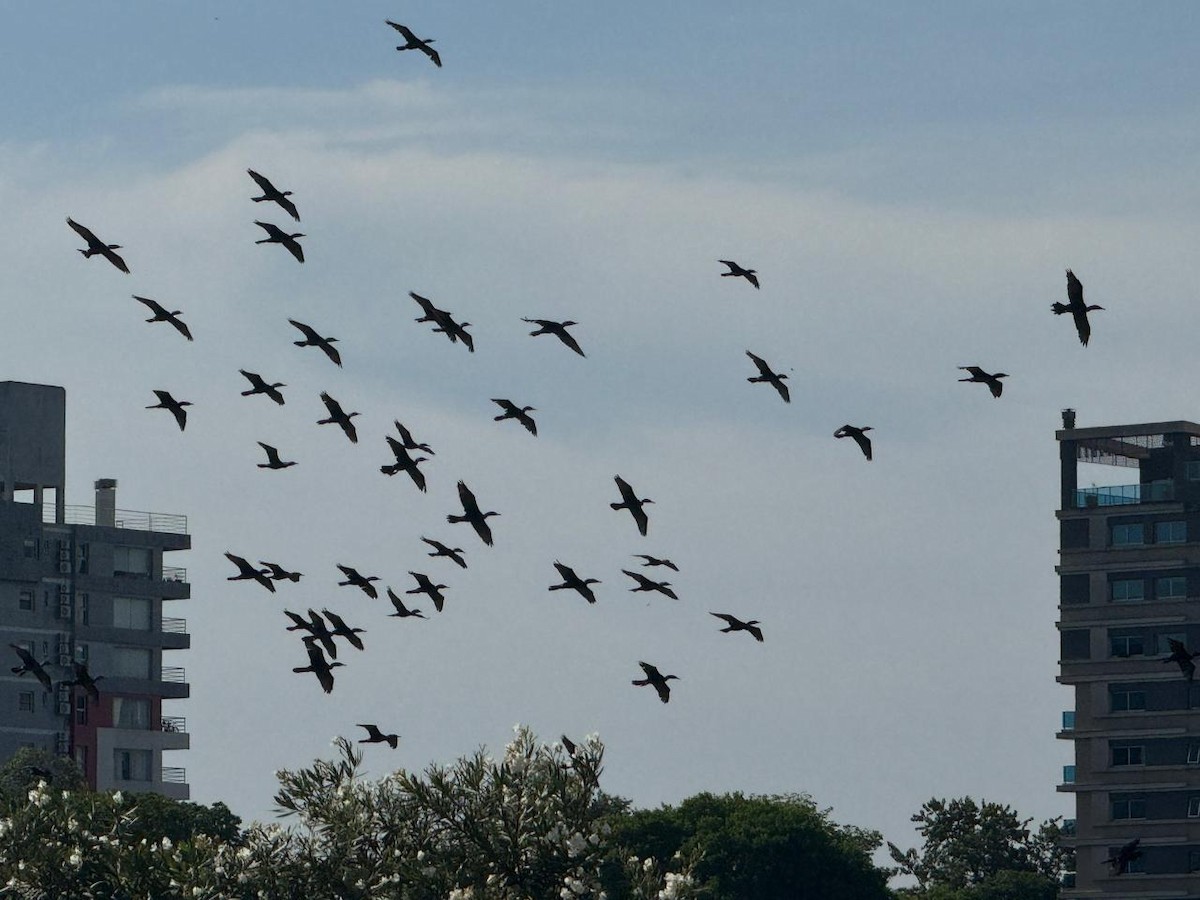 Neotropic Cormorant - ML644002184