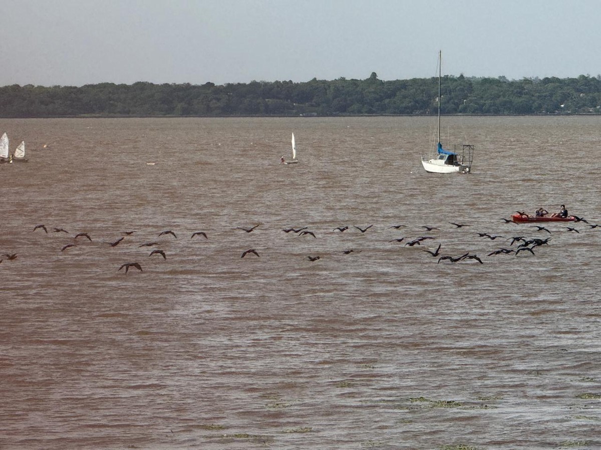 Neotropic Cormorant - ML644002185