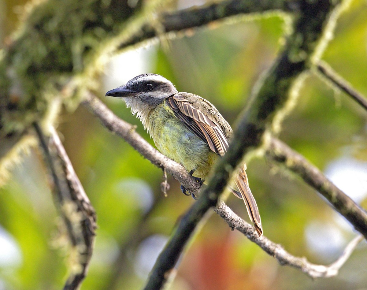 Tyran à ventre d'or - ML644002213