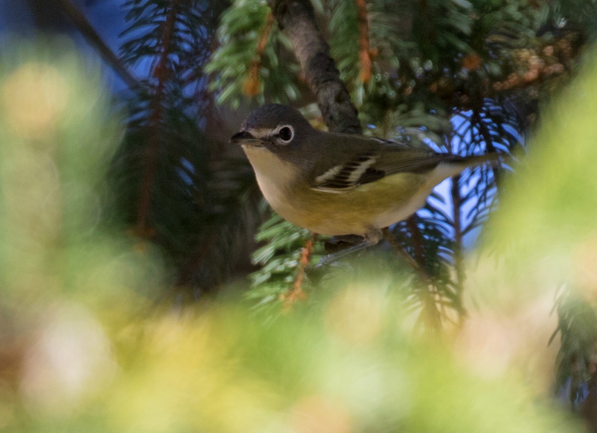 Graukopfvireo - ML644002221