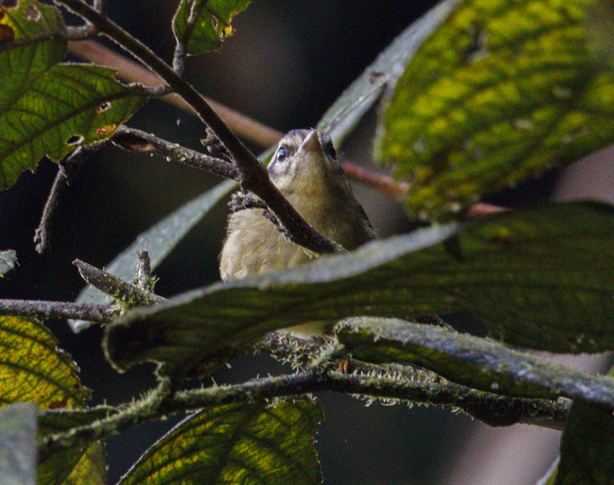 Three-striped Warbler - ML644002232