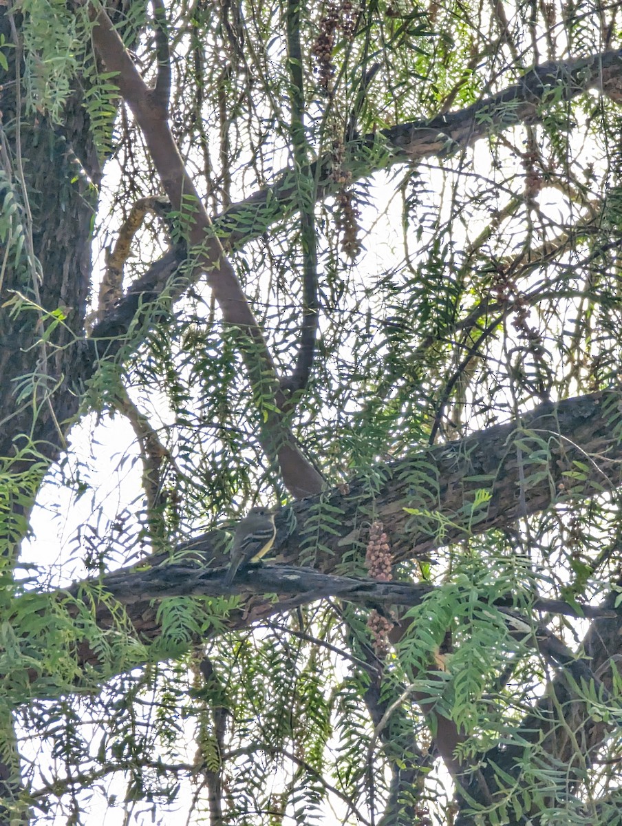 Hammond's Flycatcher - ML644002243