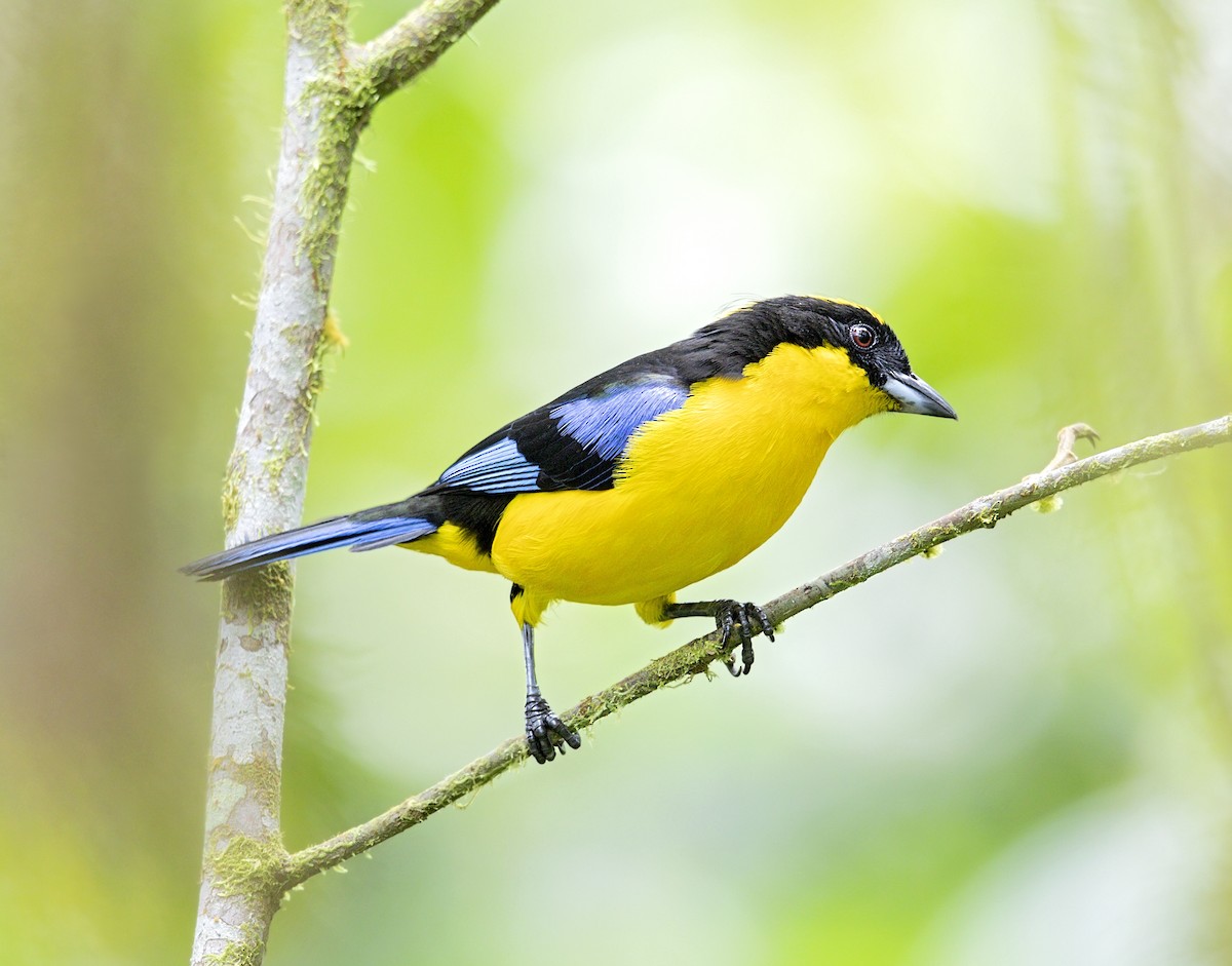 Blue-winged Mountain Tanager - ML644002247
