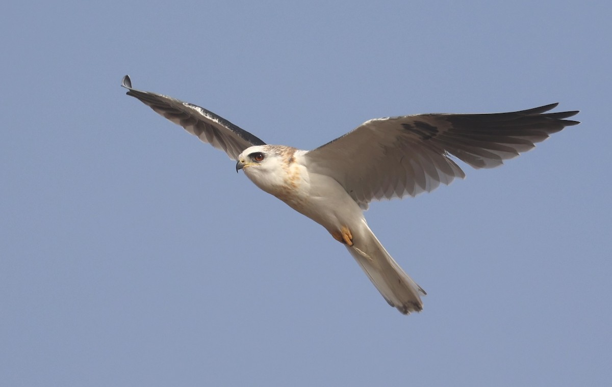 White-tailed Kite - ML644002248