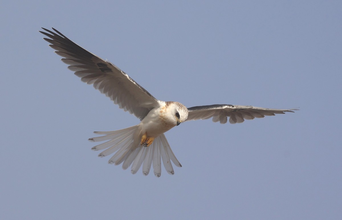 White-tailed Kite - ML644002249