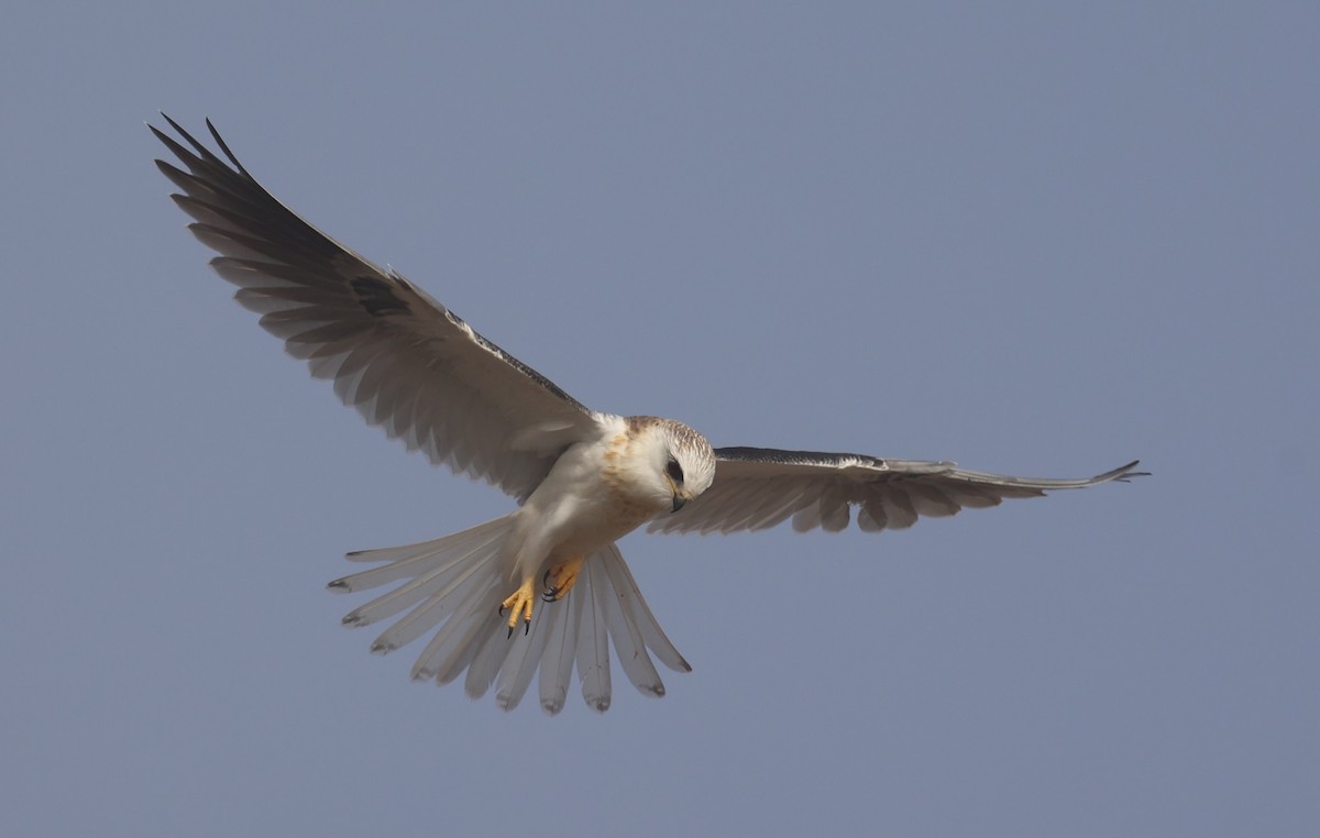 White-tailed Kite - ML644002251